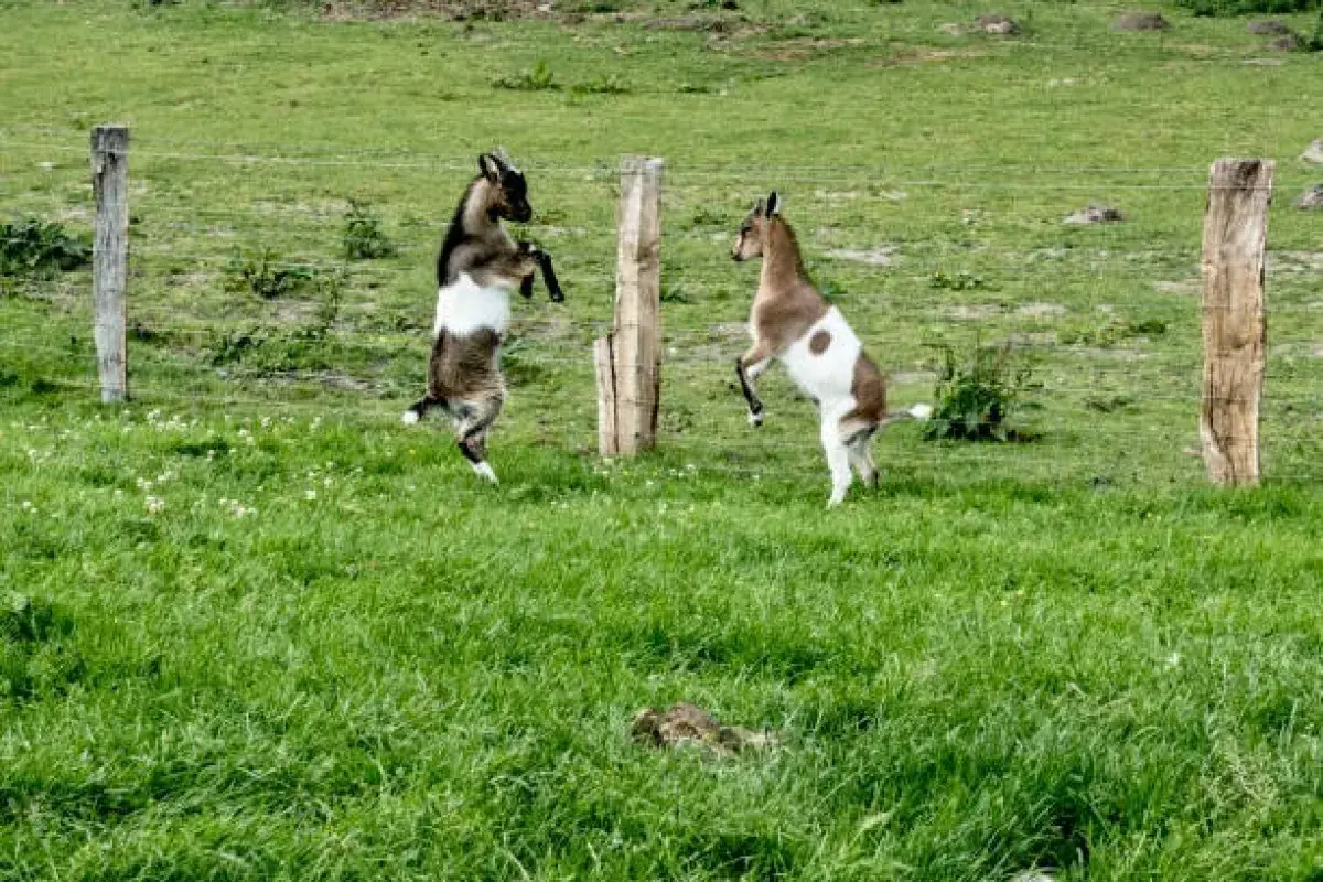 Coffee Was Discovered by Dancing Goats