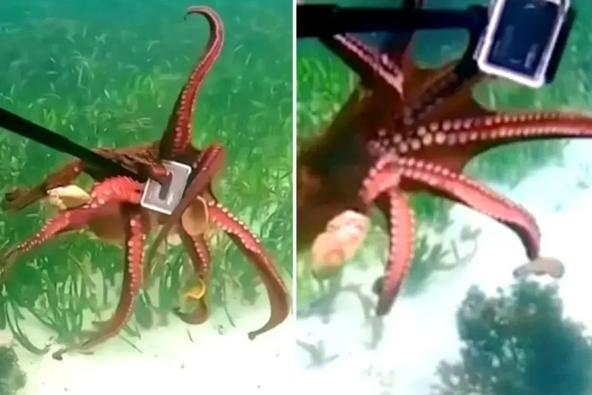 Diver fights off octopus over GoPro
