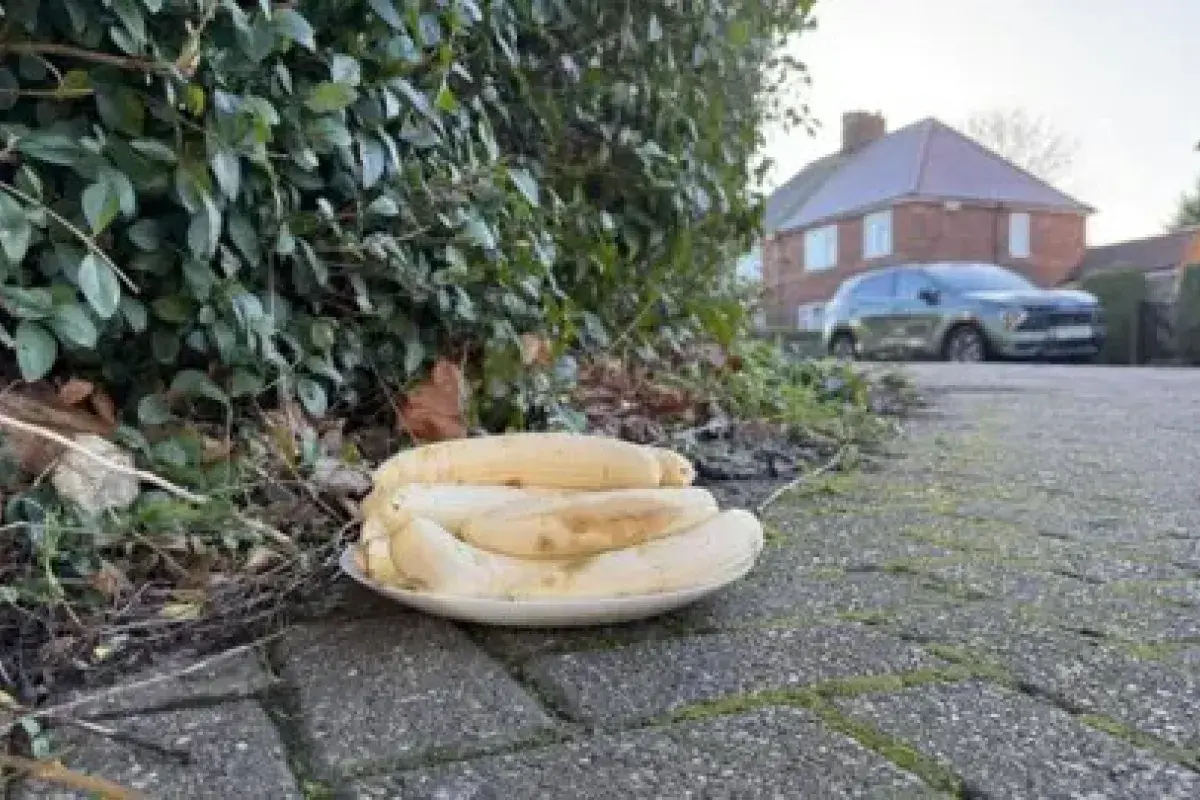 Mysterious plates of peeled bananas appear monthly