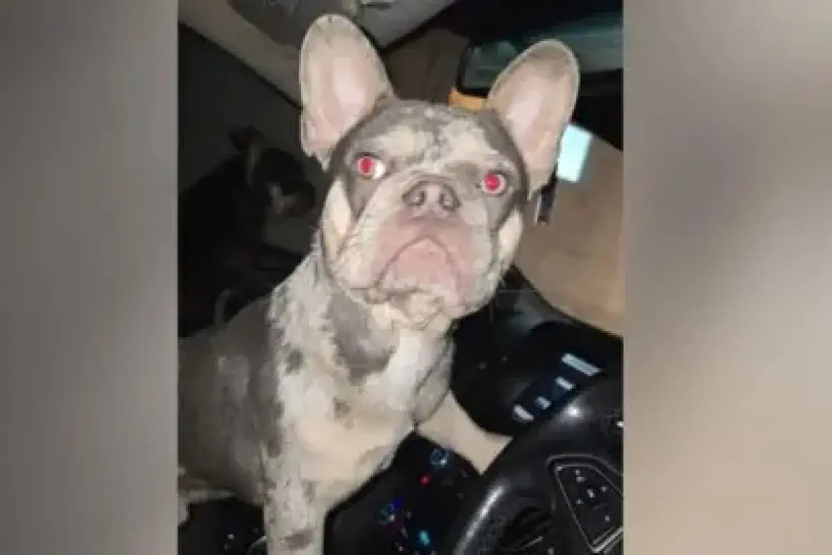 Pet dog accidentally locks owner out of van