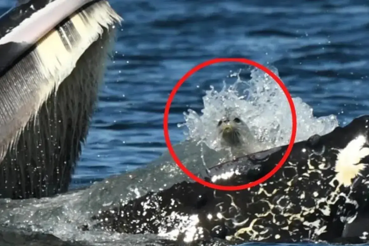 Seal trapped in a humpback whale’s mouth