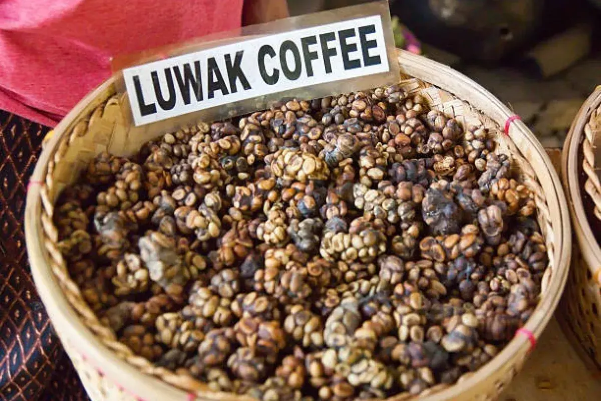 The World’s Most Expensive Coffee Comes from Animal Poop