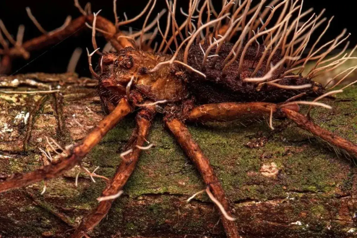 Zombie‑like spiders invade Irish castle ruins