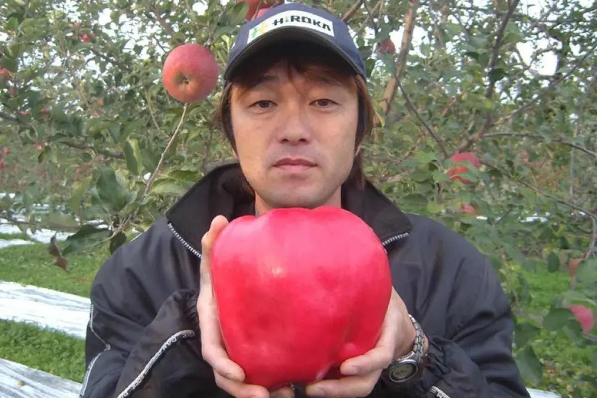 Giant Record Breaking Apple on Display