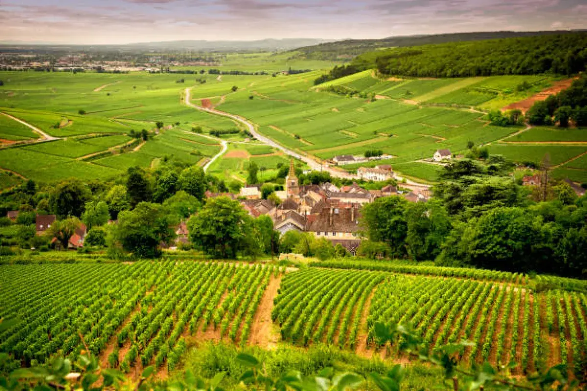 green vineyards in Champagne region of France