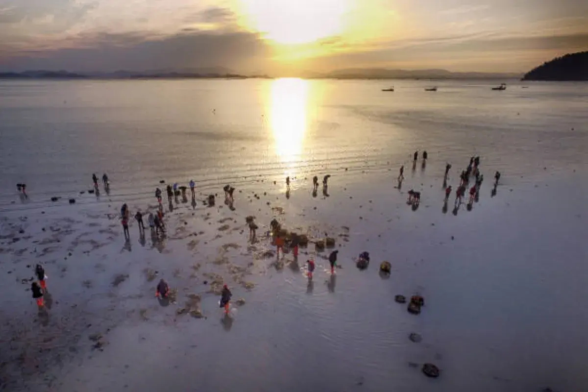 Sunset over a clam-harvesting bay representing the harmony of nature and tradition