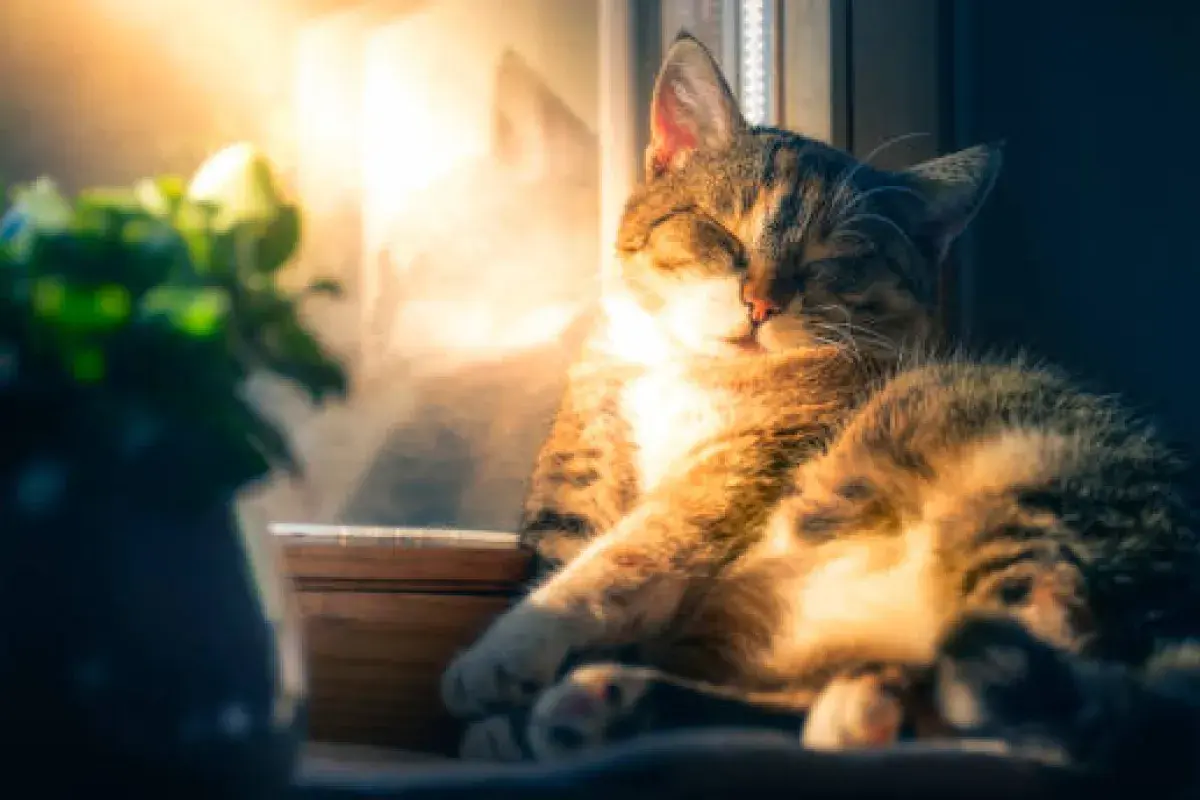 A cat sleeping in a spot with spiritual significance