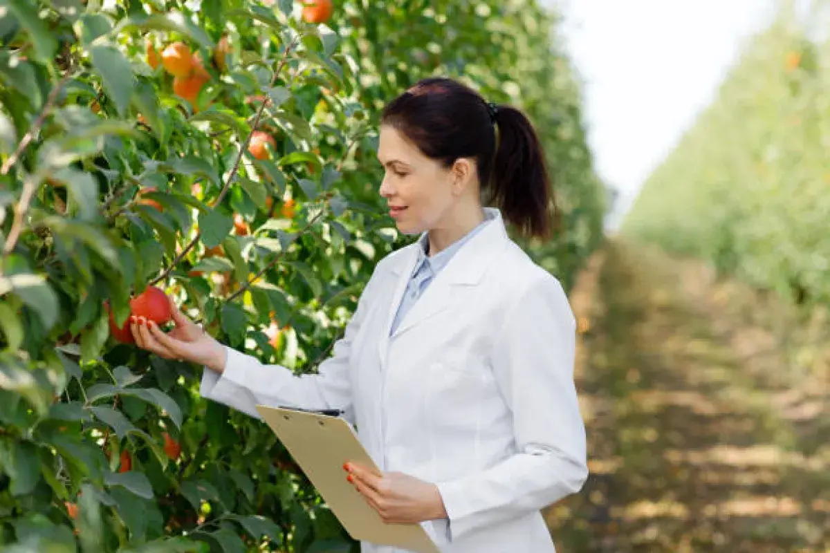 Fruit Scientist Inspecting Apple Orchard