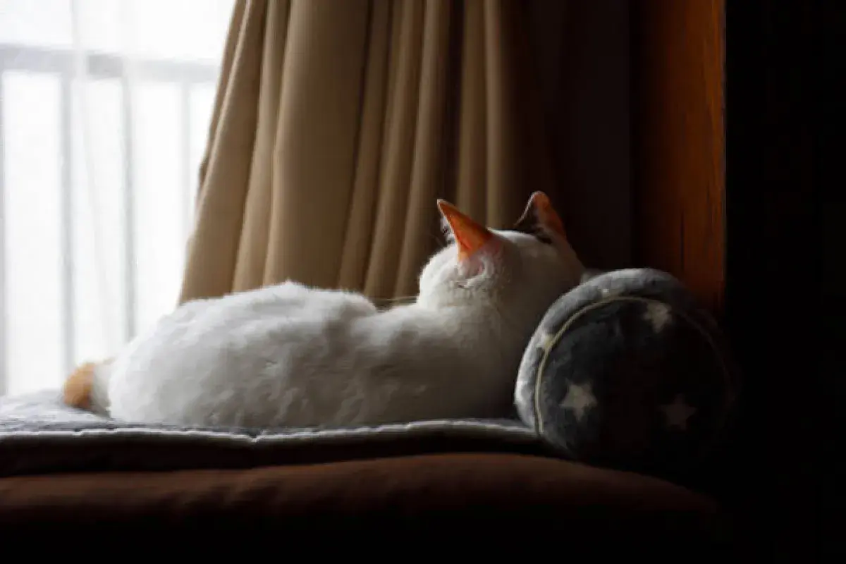 A cat resting peacefully symbolizing mystery and magic