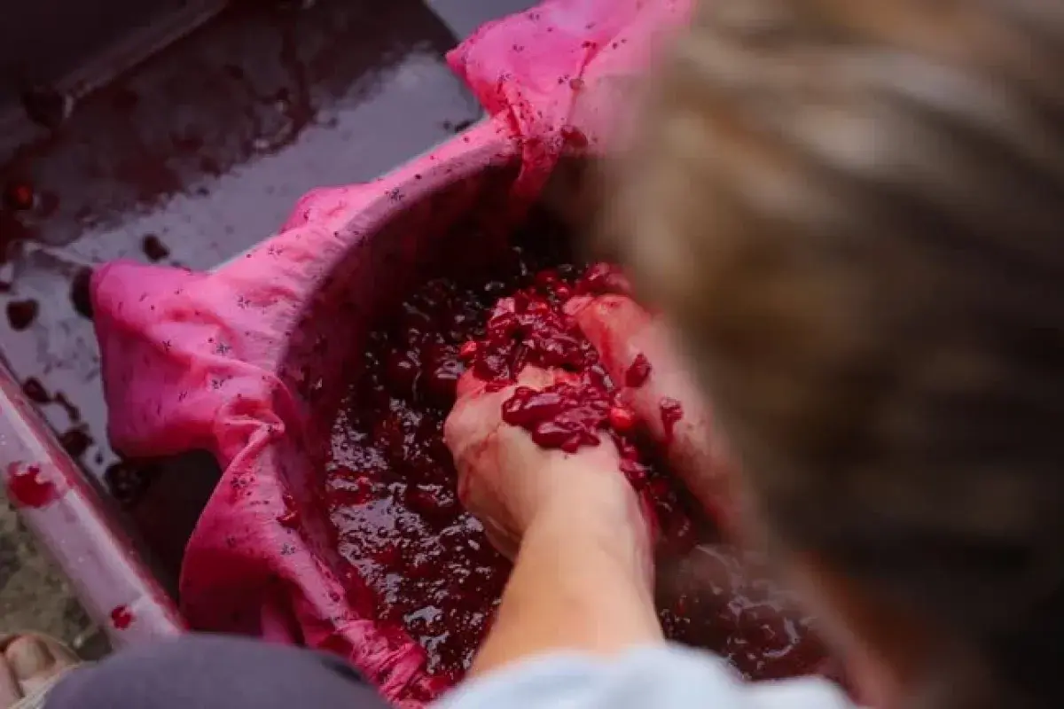 red grape skins releasing juice during pressing