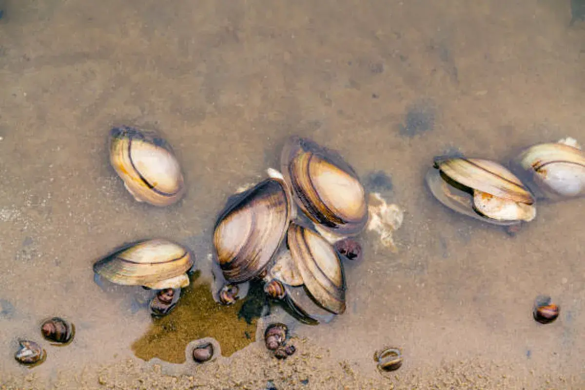 Little neck clams resting in sandy seabed beneath shallow water