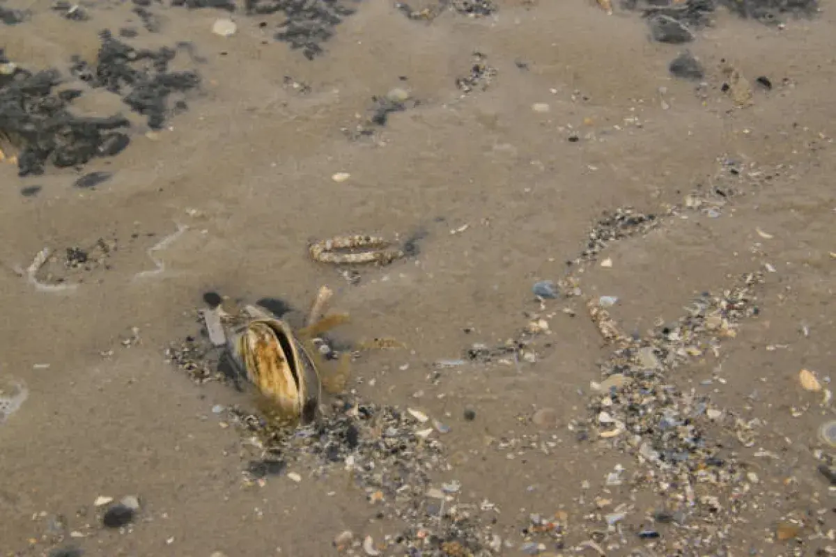 A little neck clam burying itself for protection in coastal sand