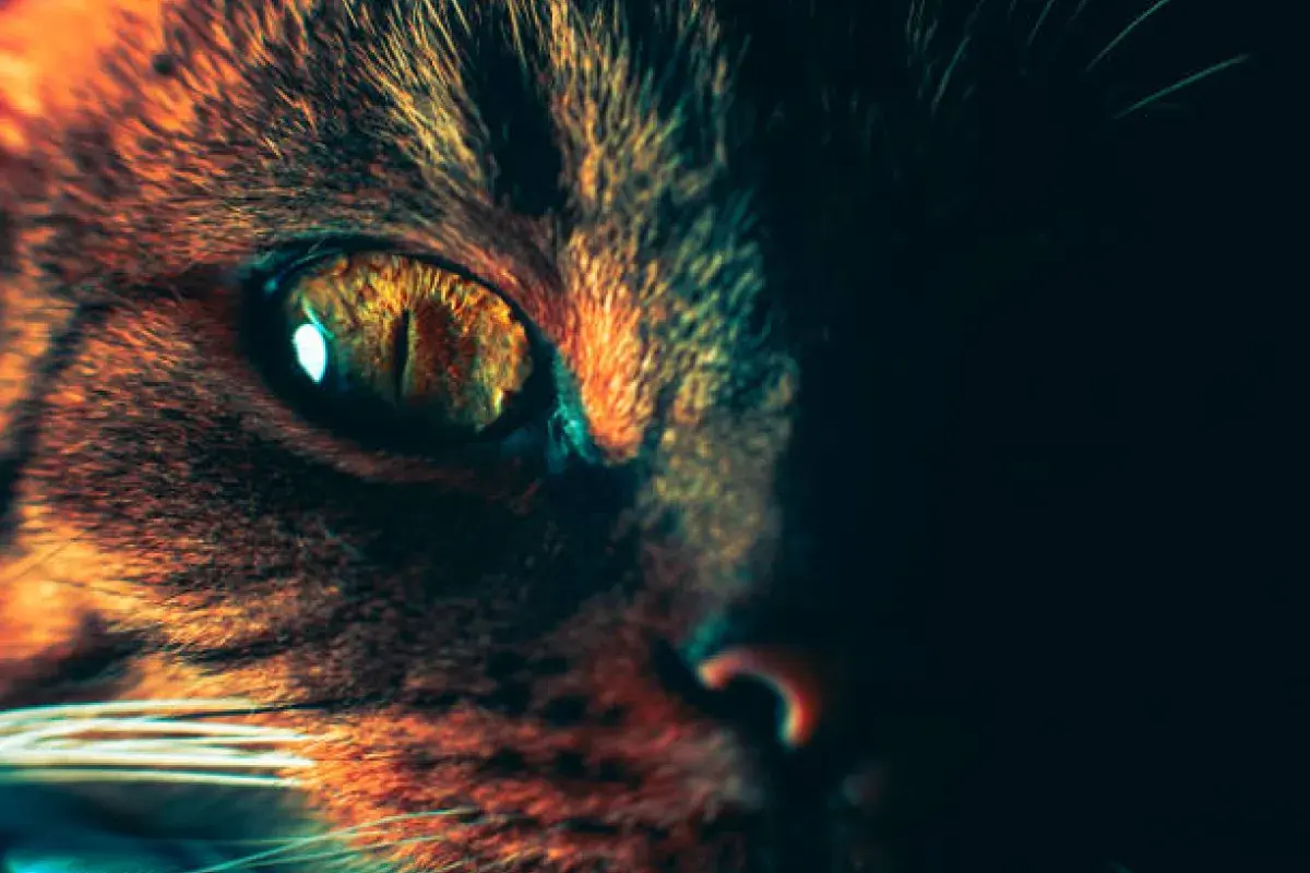 Close-up of a cat’s eyes capturing a sense of magic and mystery