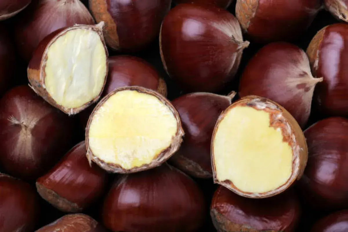 Chestnut Cross Section Rich in Vitamin C