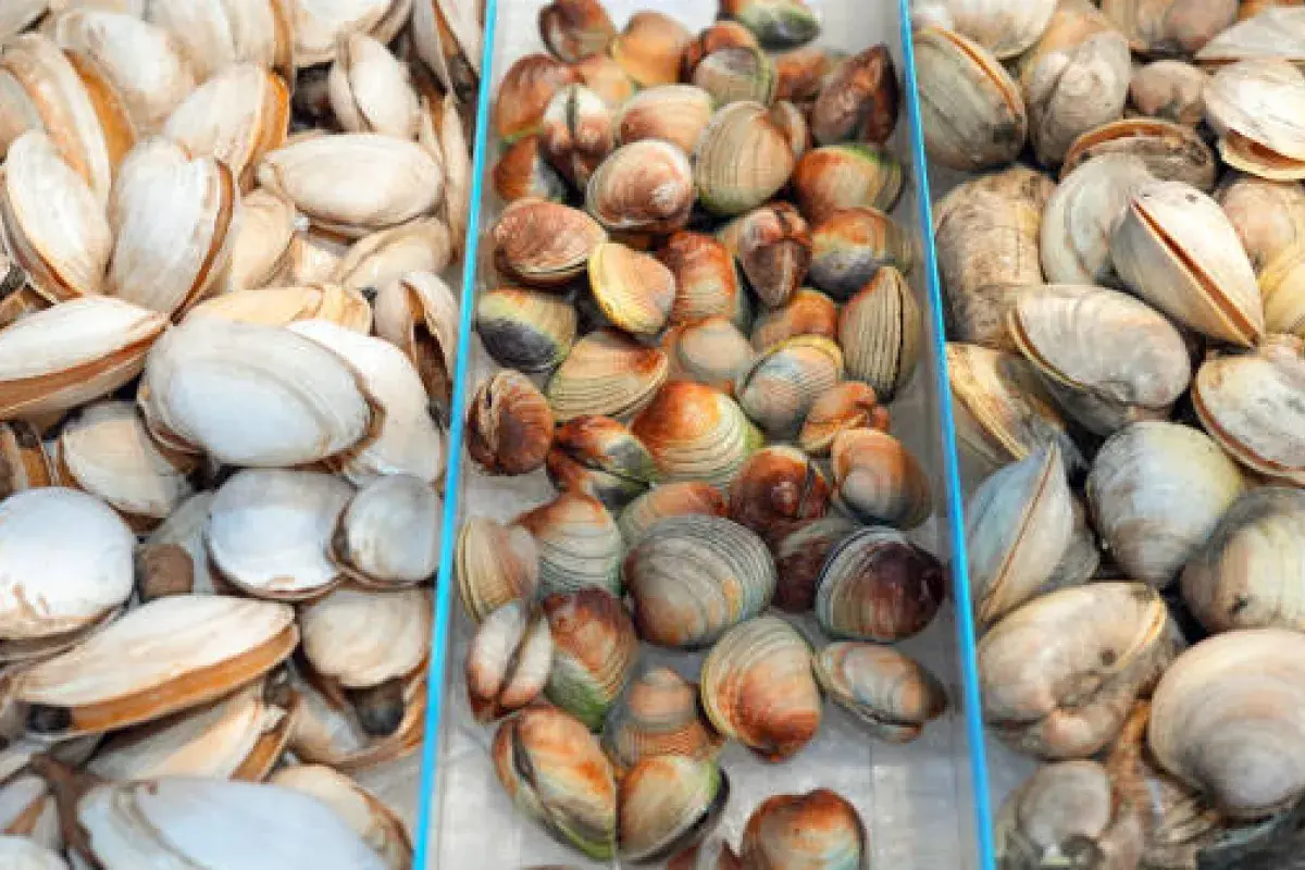  Different clam sizes showing little neck, cherrystone, and chowder varieties