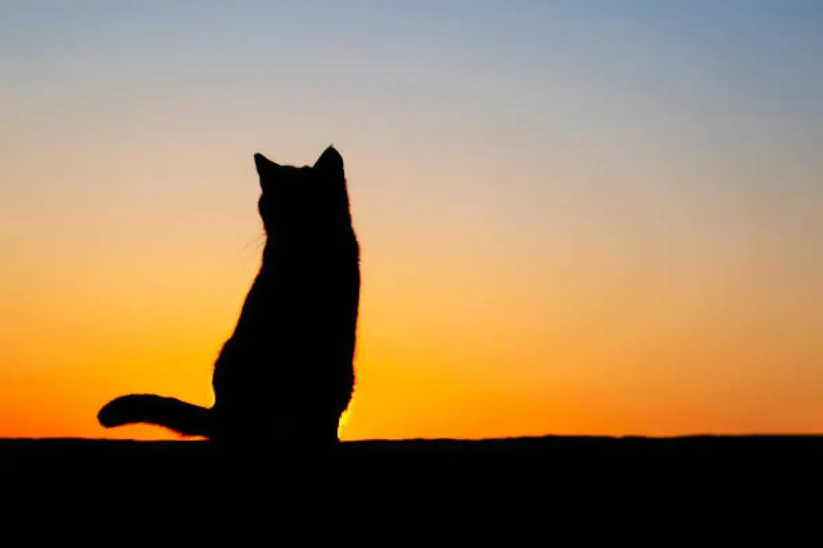 A cat symbolizing reincarnation and eternal connection