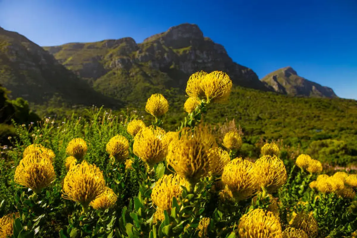 Protea Flowers of Cape Town