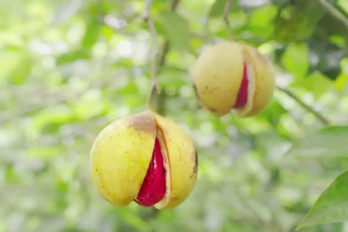 Myristica Fragrans Tree with Fruits
