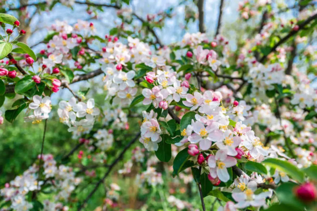 White and Pink Apple Blossom in Spring