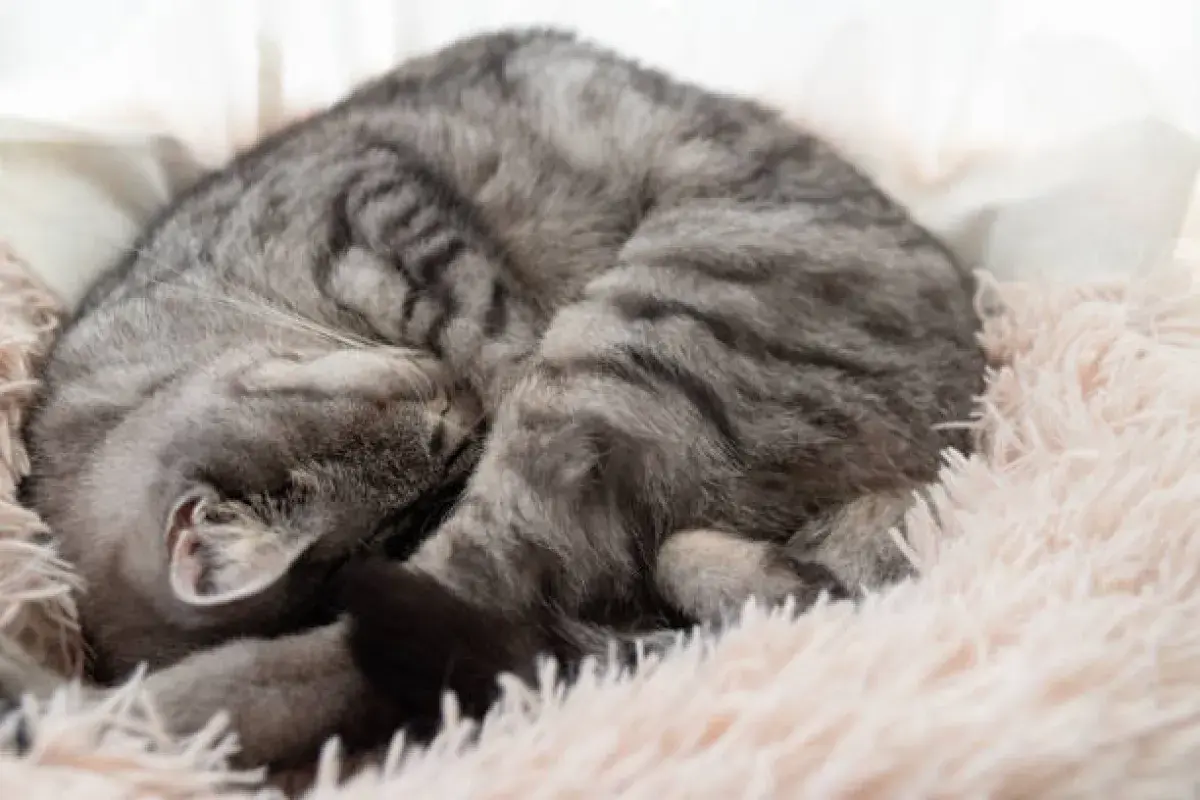 A cat purring peacefully, demonstrating healing energy
