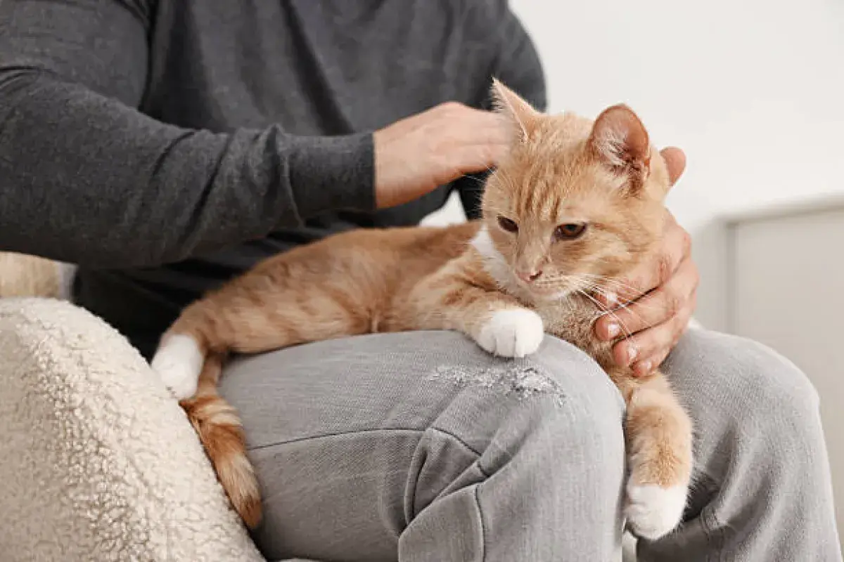 A cat offering comfort to a person, sensing emotions