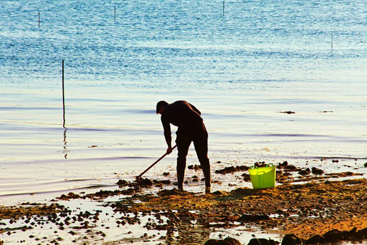 Clam digger harvesting little neck clams using traditional tools