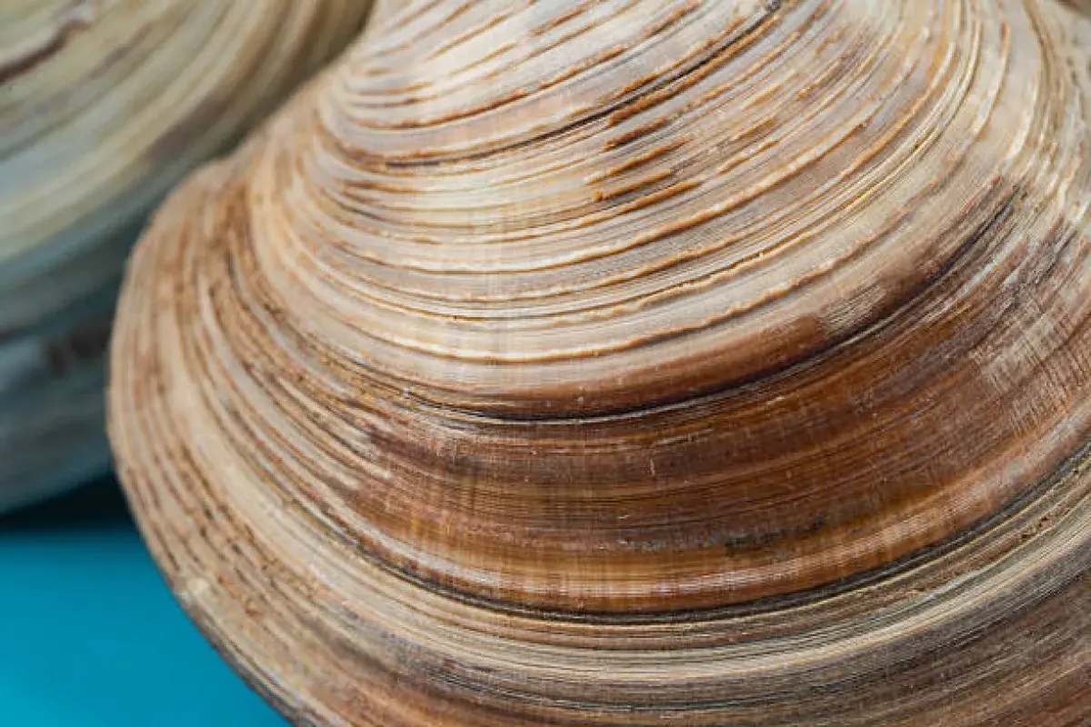 Close-up of shell rings showing the age of a little neck clam