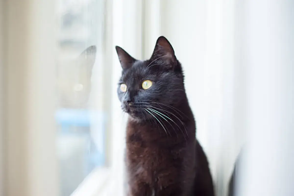A black cat symbolizing luck and protection