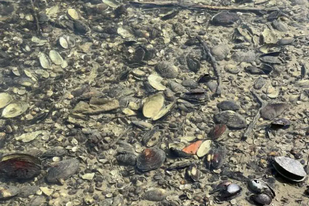 Little neck clams filtering seawater to maintain ecosystem health
