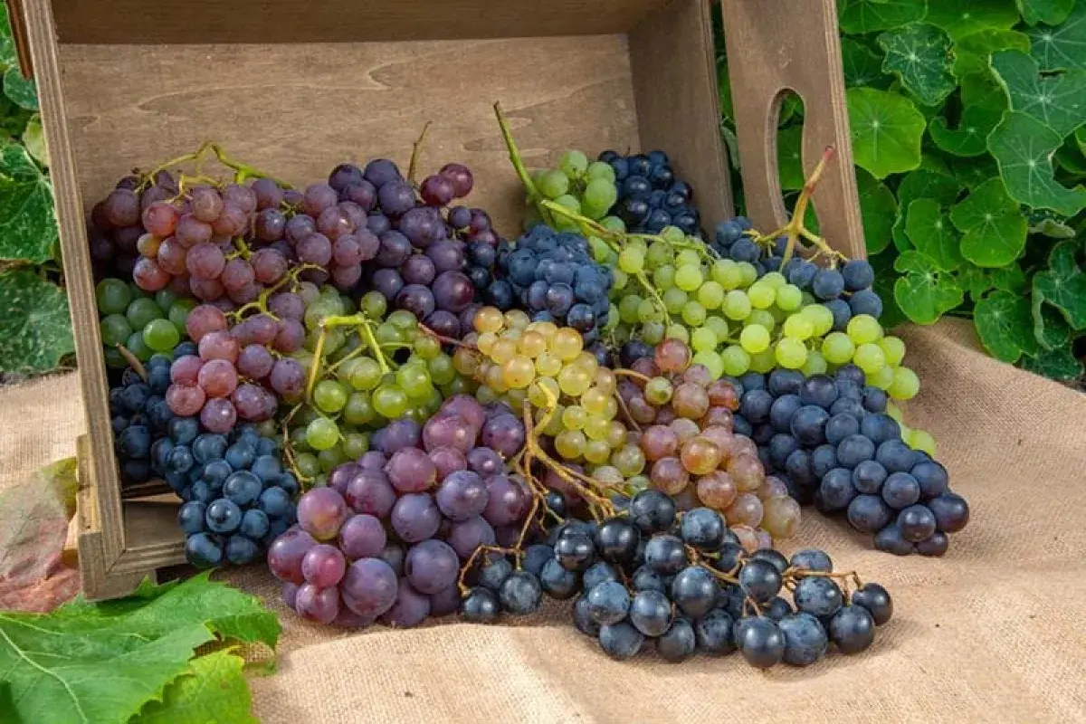 assorted wine grape varieties in natural light