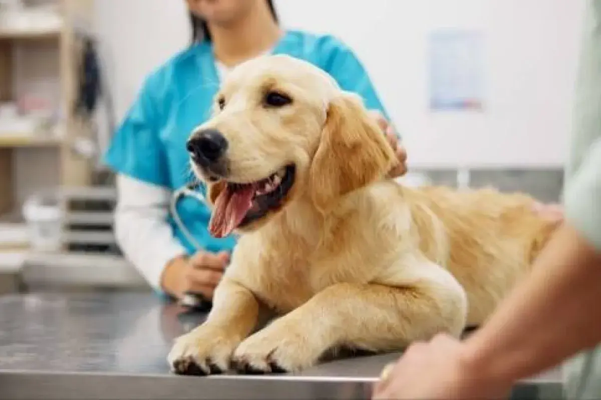 Pet owners exploring insurance options