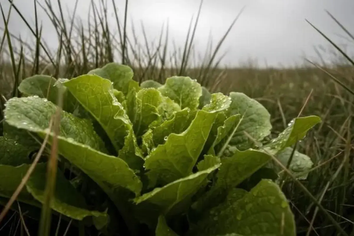 Wild Lettuce Plant Known for Traditional Medicinal Use