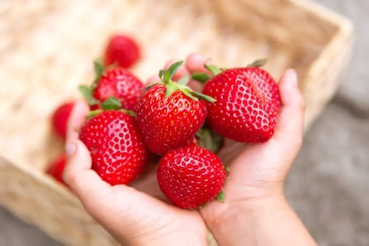 Fresh Strawberries High in Vitamin C
