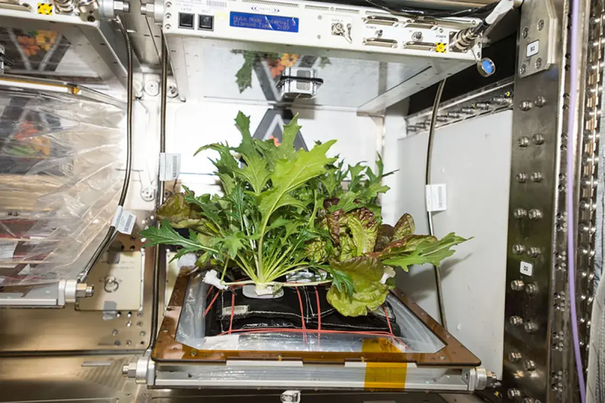 NASA Astronauts Growing Lettuce on the International Space Station
