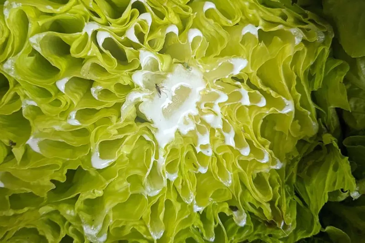 Milky Sap from a Freshly Cut Lettuce Stem