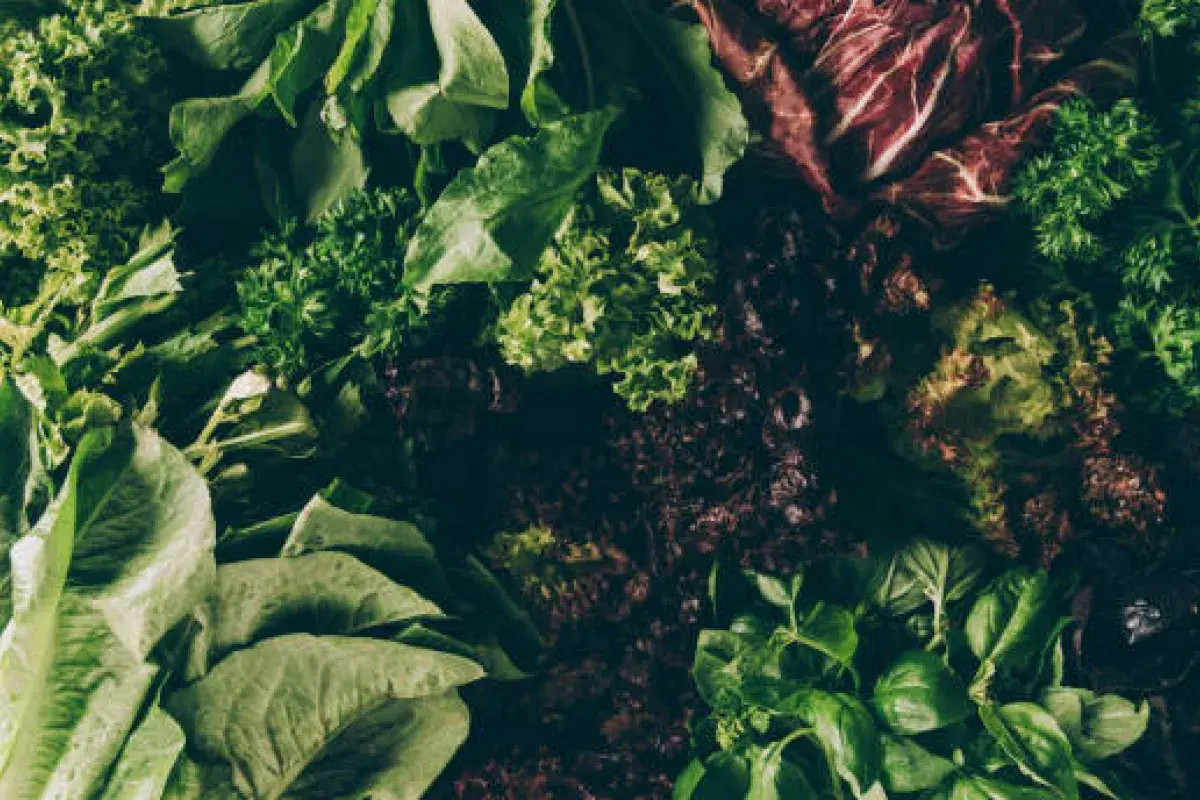 Diverse Lettuce Varieties in Multiple Colors and Textures