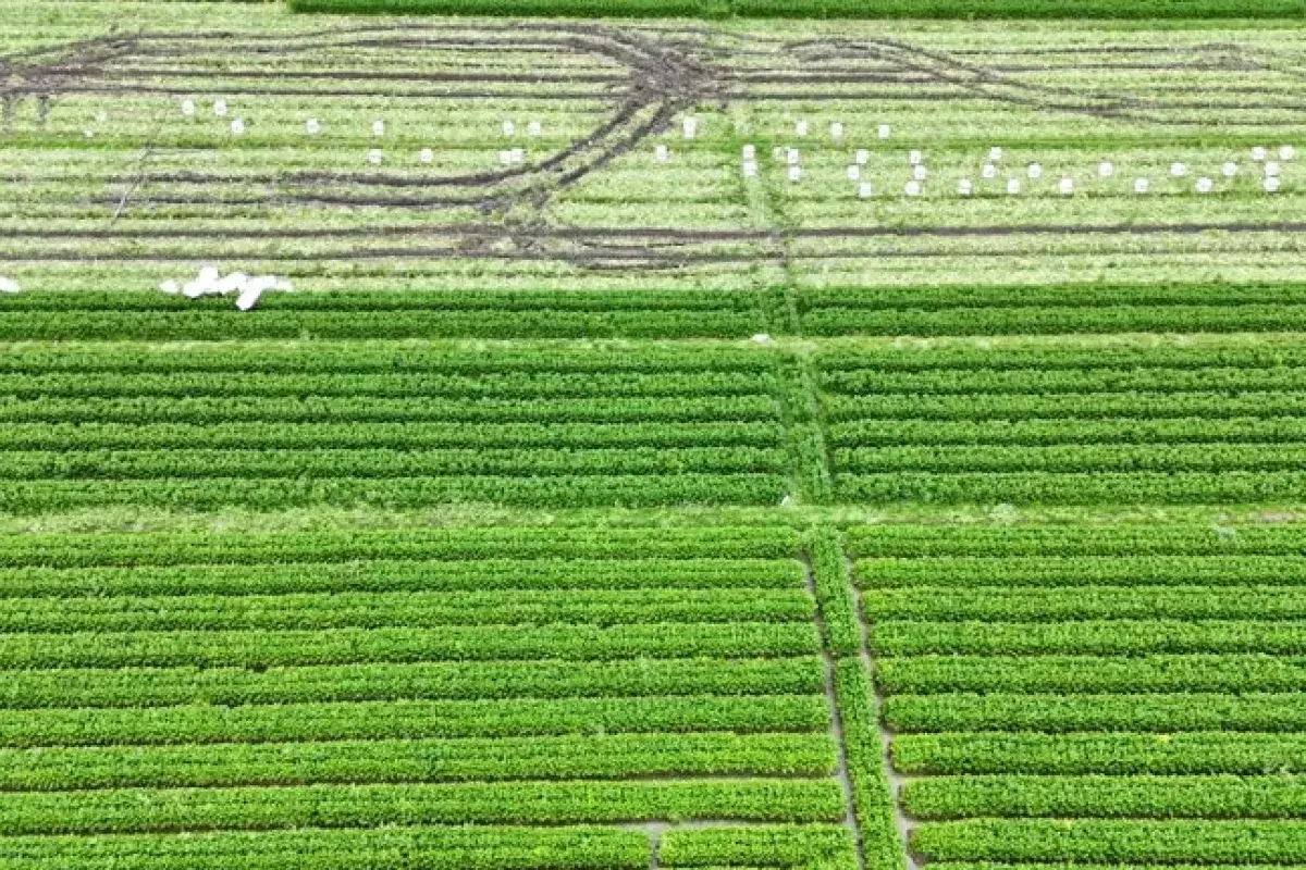Massive Lettuce Fields in China Ready for Harvest