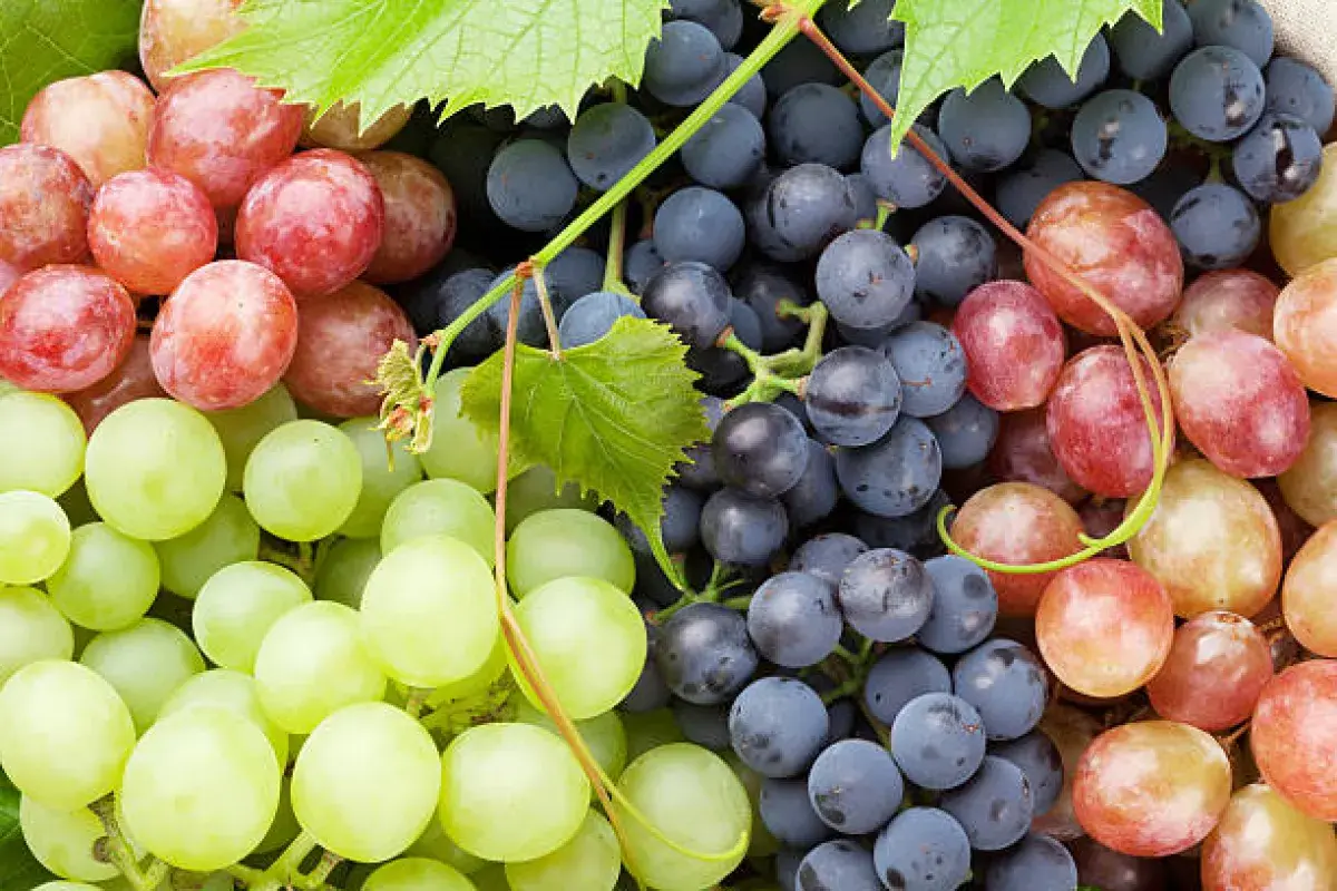 Red and purple grapes supporting memory and brain circulation