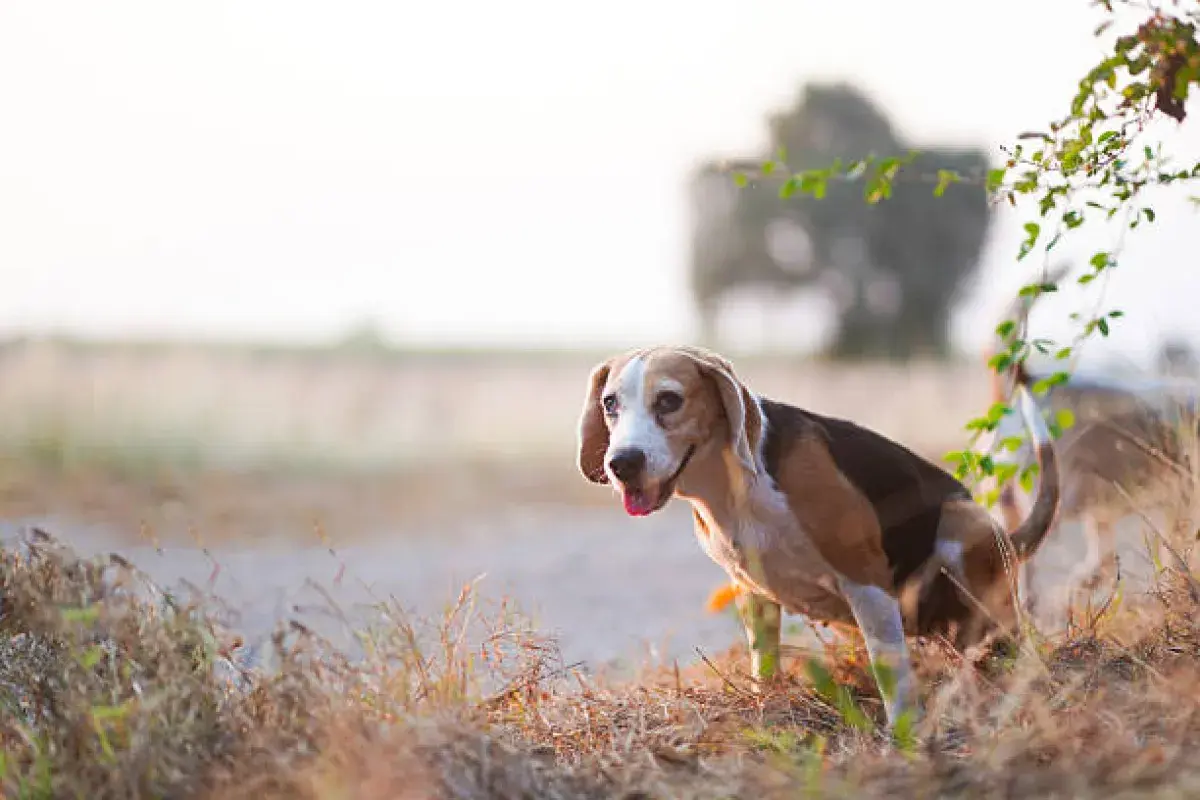Beagle exploring outdoors with curiosity