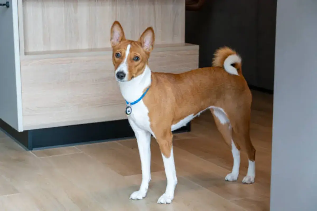 Basenji dog standing alert