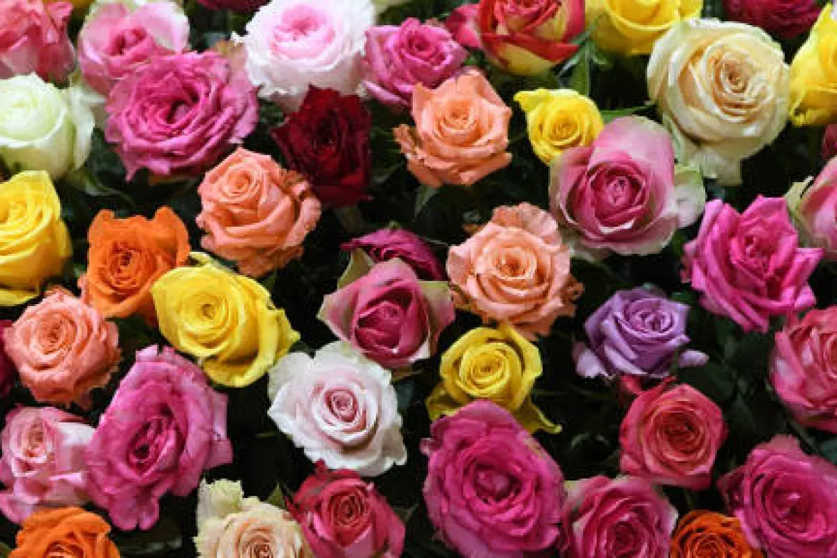 Roses displaying a wide spectrum of colors
