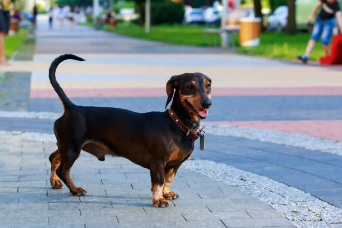 Dachshund walking confidently outdoors