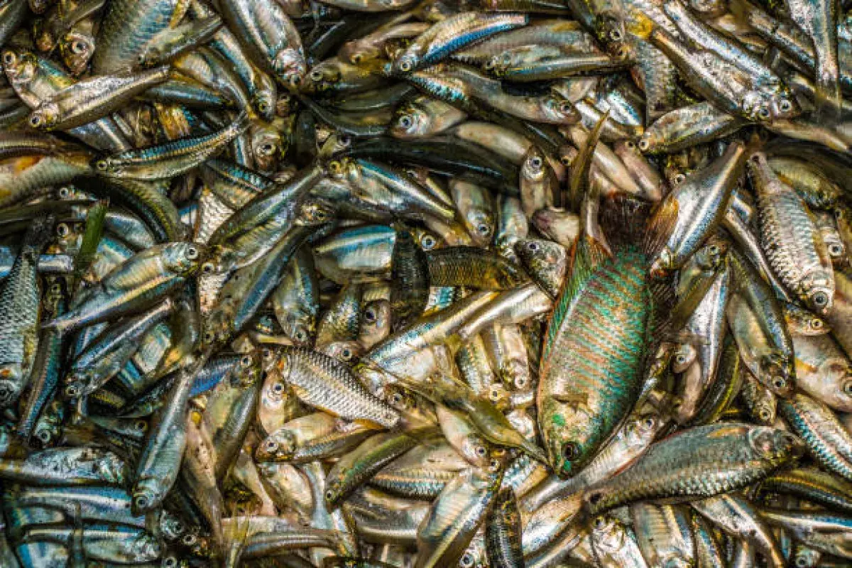Various small fish species commonly labeled as sardines