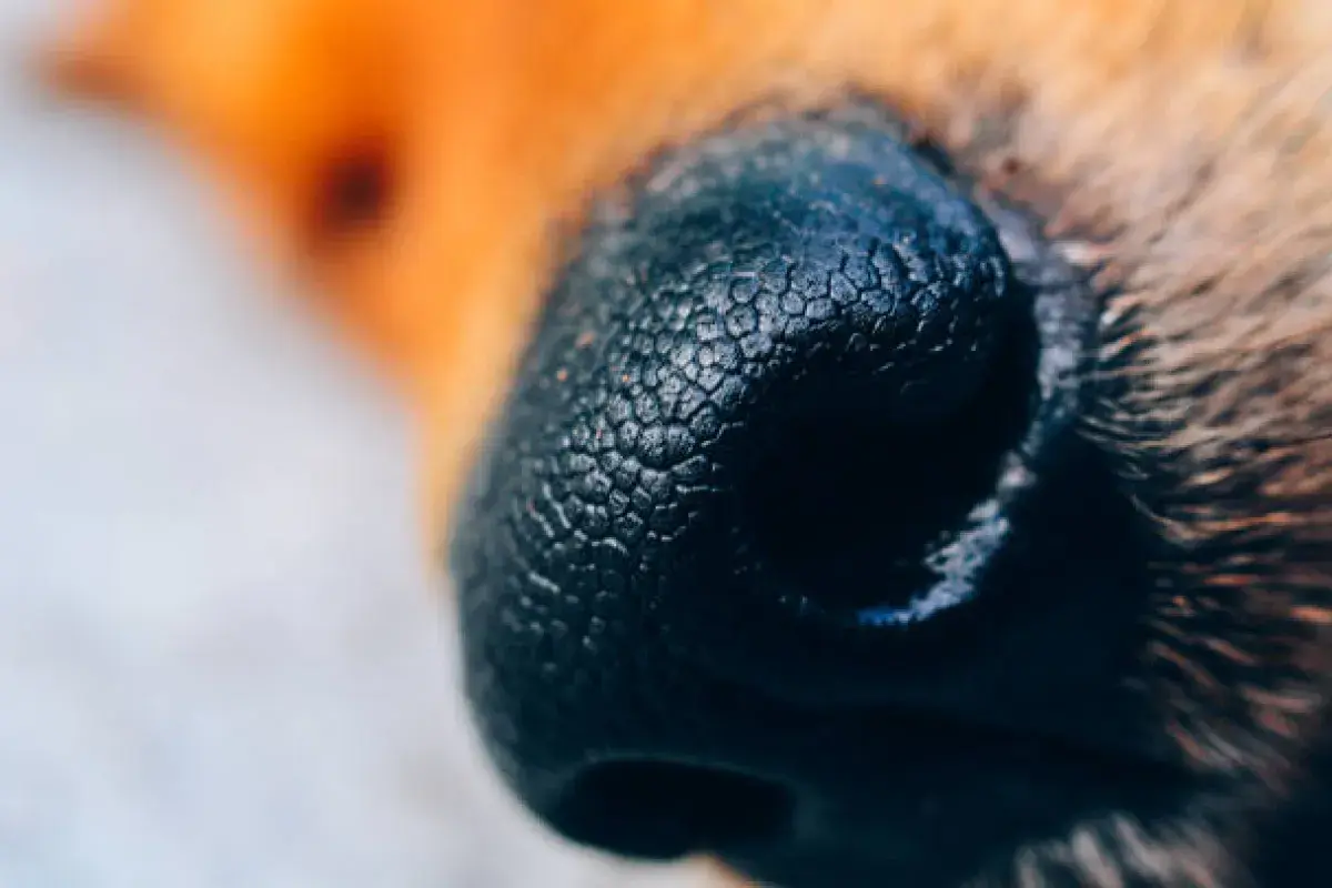 Close up of dog nose showing texture and pattern