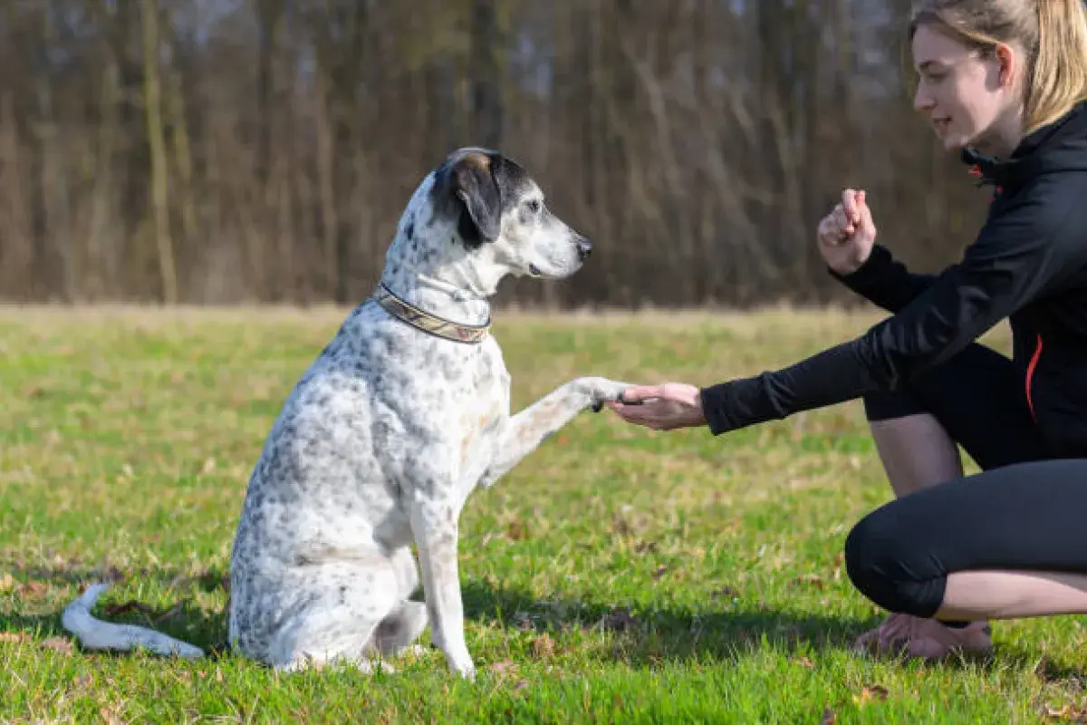 Dog responding to hand signal during training session