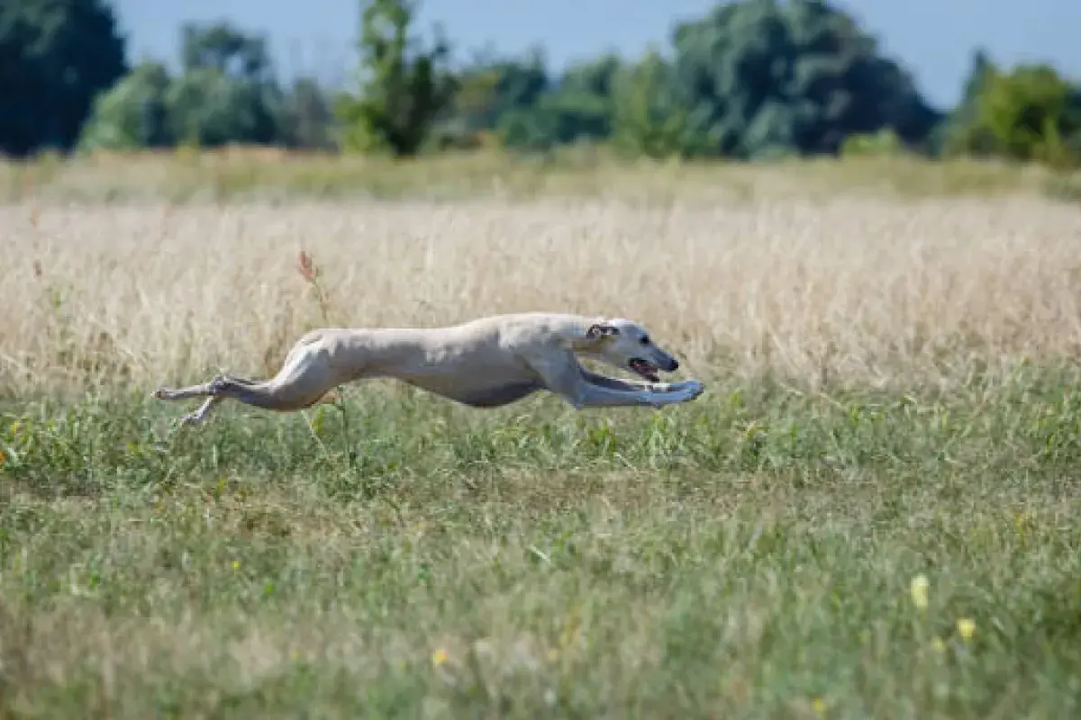 greyhound running at full speed on open field