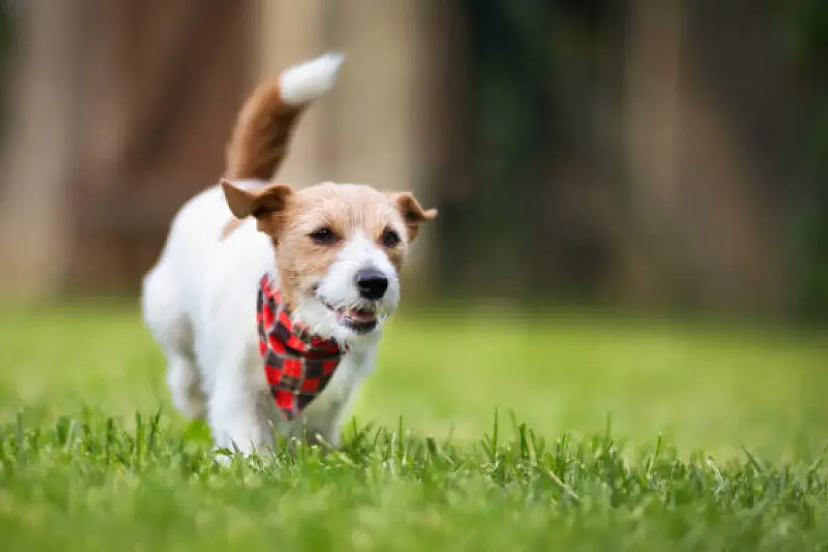 Jack Russell Terrier running energetically in a park