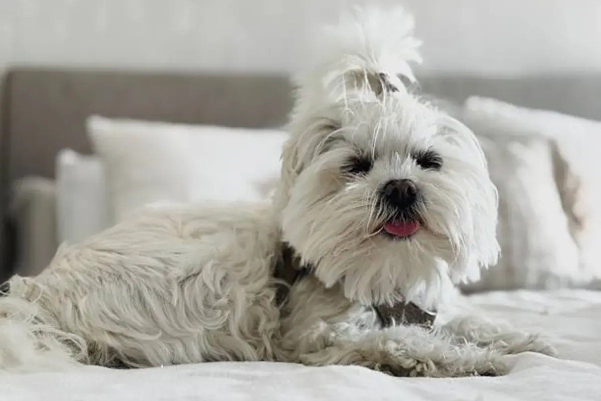 Maltese dog lounging peacefully