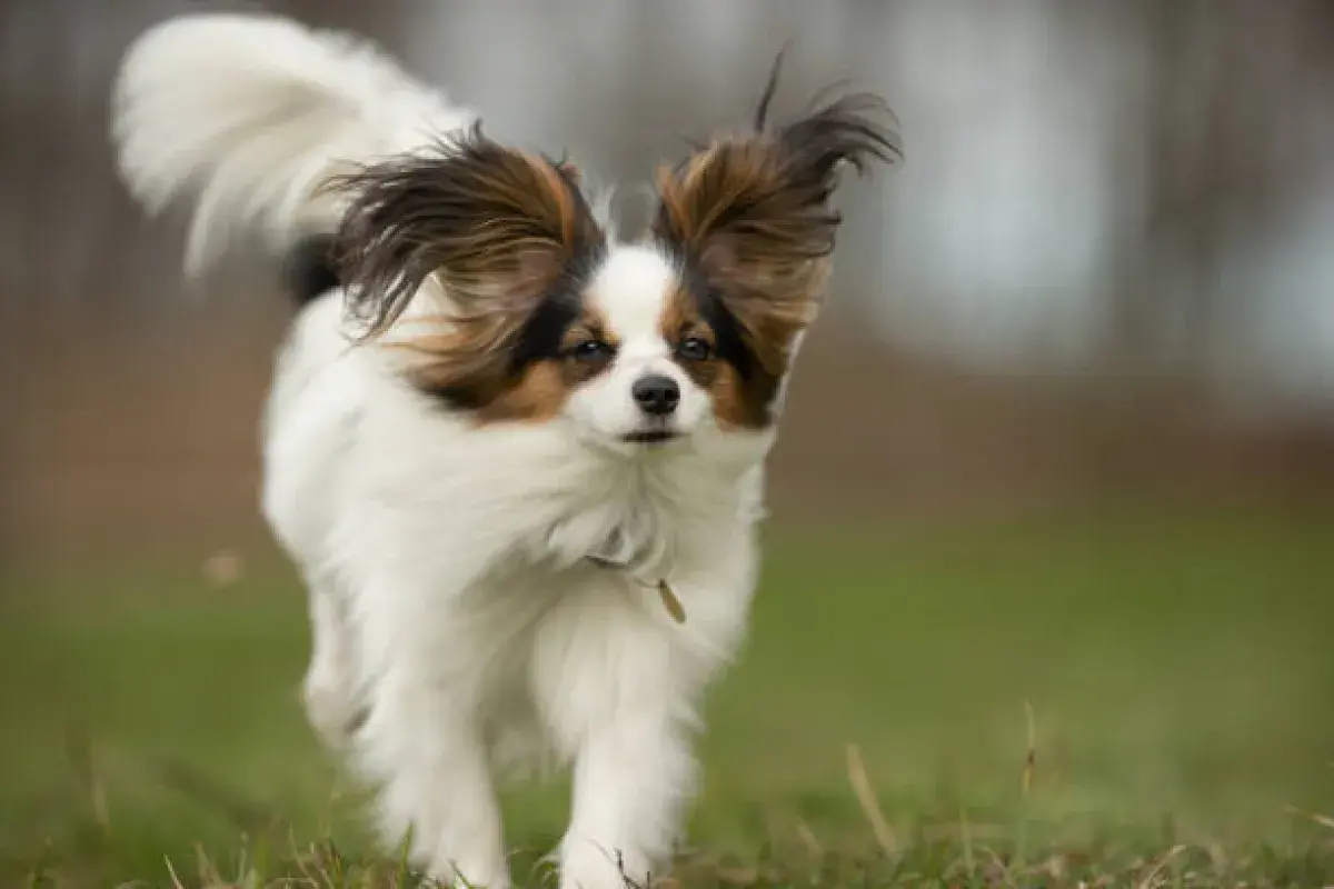 Papillon dog in motion with ears extended