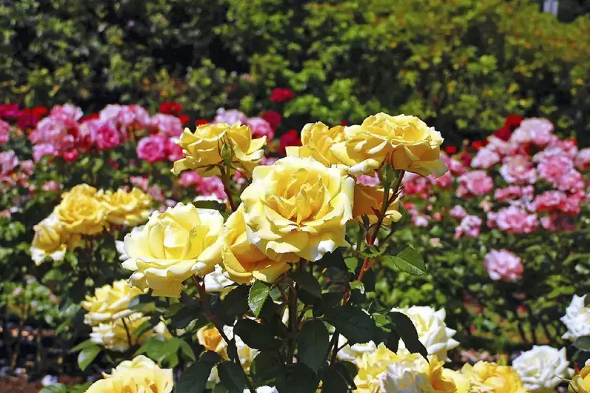 Different rose species displaying diverse colors and forms